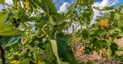 Finca el Manantial – Paracuellos del Jarama