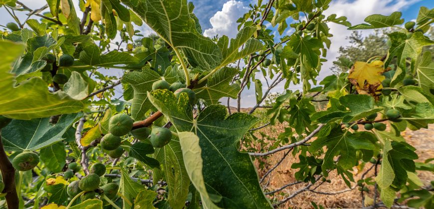 Finca el Manantial – Paracuellos del Jarama