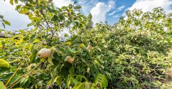 Finca el Manantial – Paracuellos del Jarama