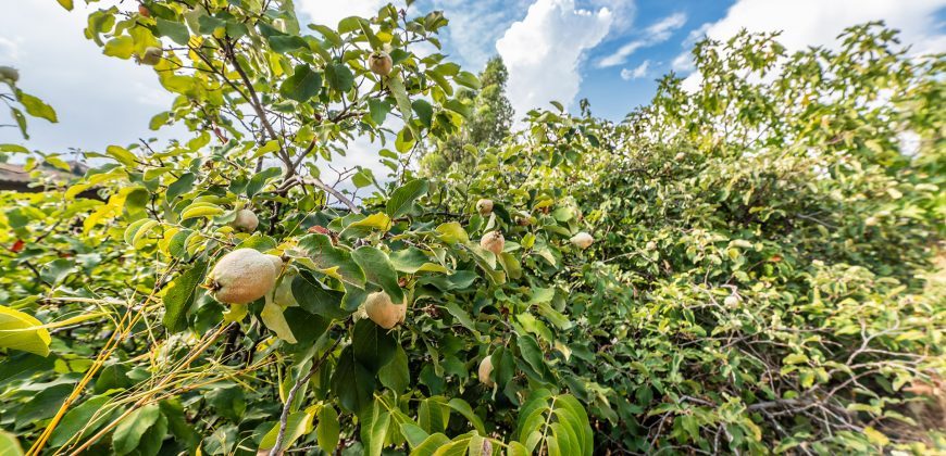 Finca el Manantial – Paracuellos del Jarama